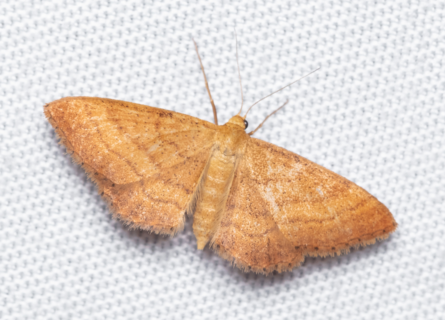 Idaea ochrata - okkerszínű sávosaraszoló