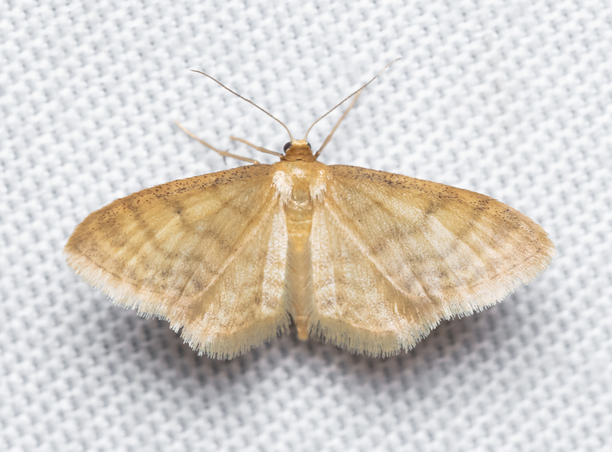 Idaea dilutaria - napvirág-apróaraszoló