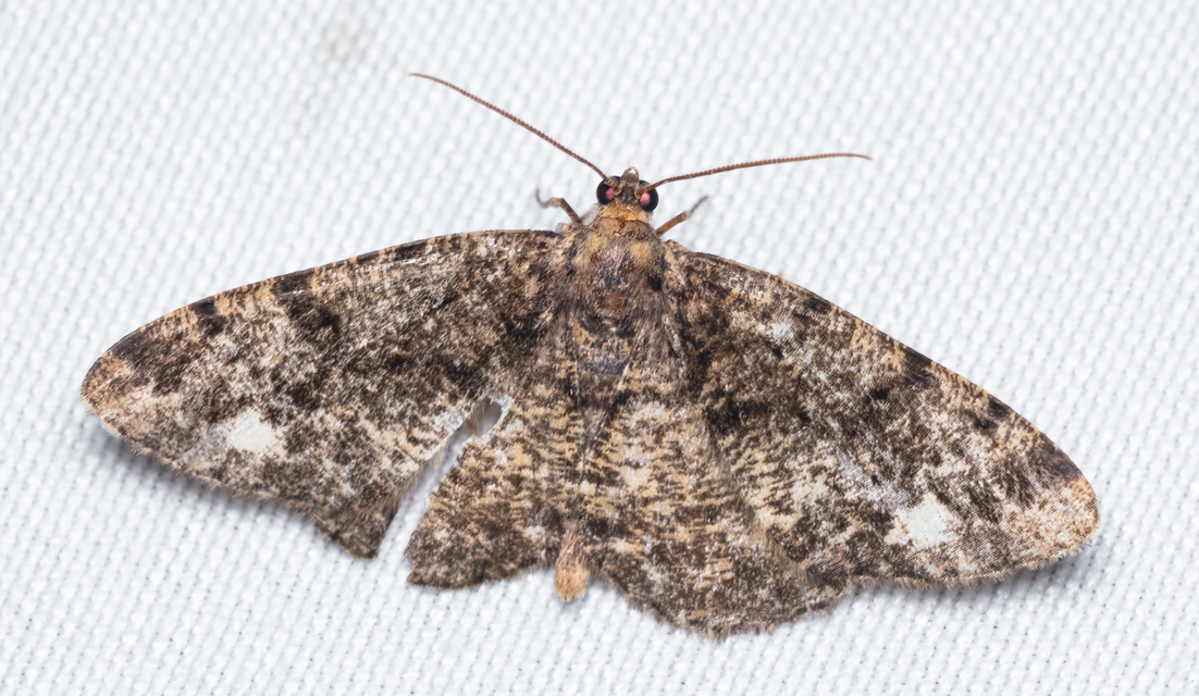 Parectropis similaria - barna zuzmóaraszoló