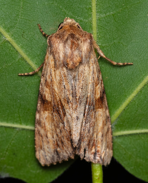 Apamea sublustris - sárgás dudvabagoly