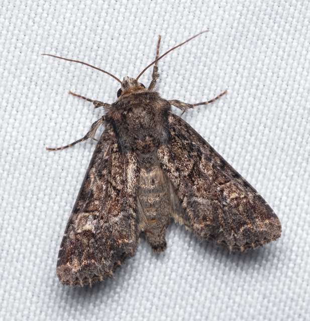 Apamea remissa - erdei dudvabagoly