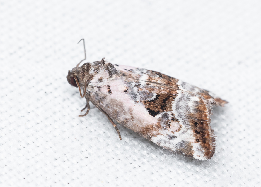 Hapalotis venustula - rózsaszínű mázasbagoly