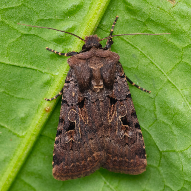 Chersotis rectangula - barna földibagoly