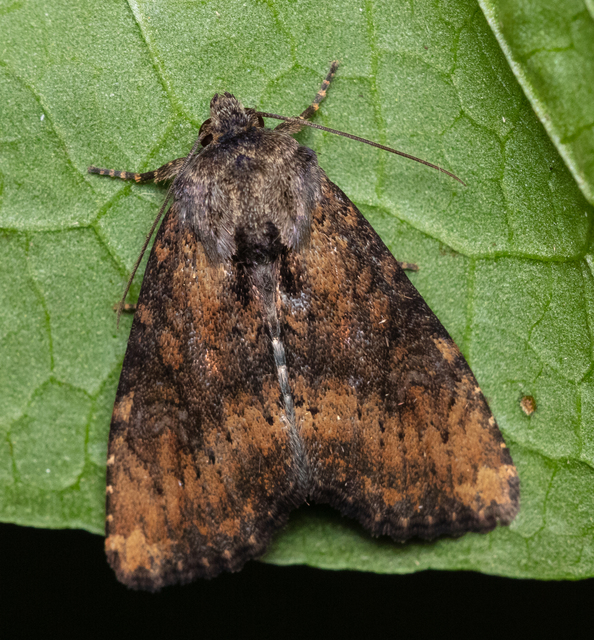 Loscopia scolopacina - csinos dudvabagoly