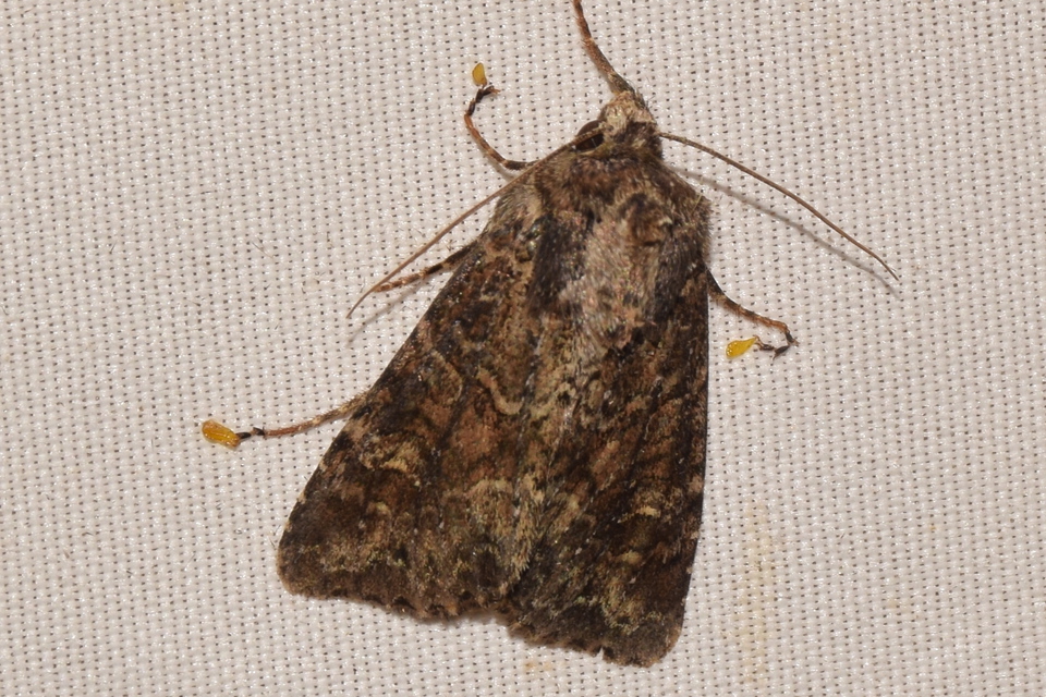 Apamea remissa - erdei dudvabagoly