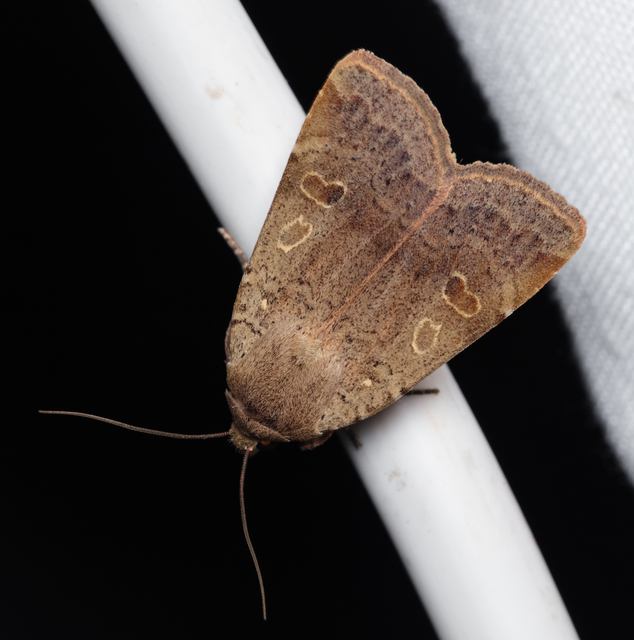 Noctua comes - kis sárgafűbagoly