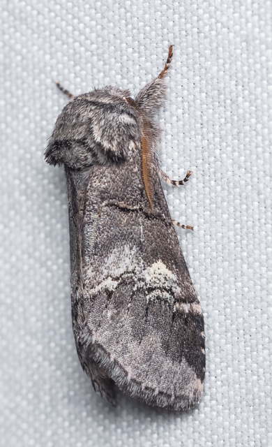 Drymonia querna - tölgyfa-púposszövő
