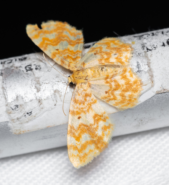 Hydrelia flammeolaria - narancssárga araszoló