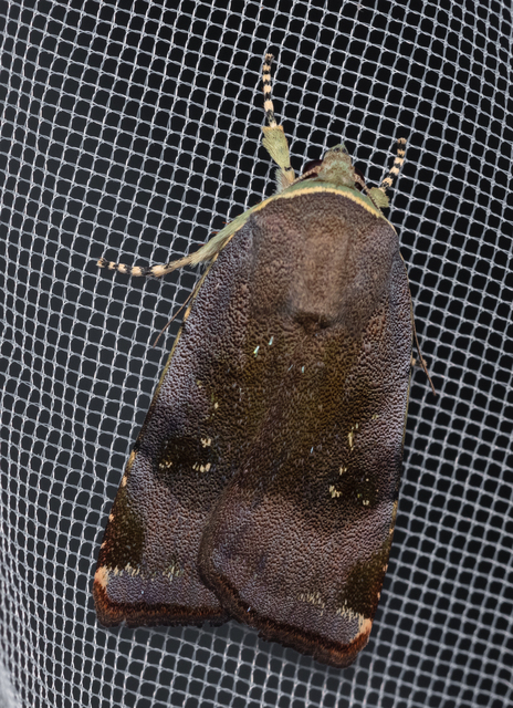 Noctua janthe/janthina