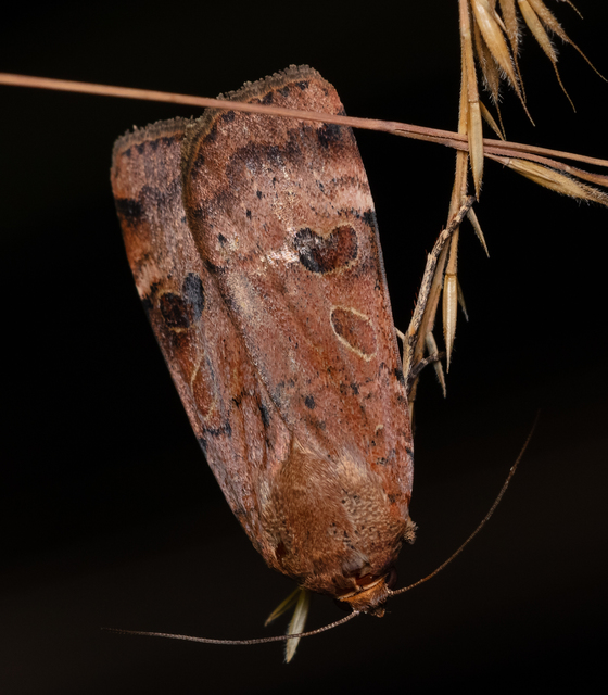 Noctua interposita - köztes sárgafűbagoly