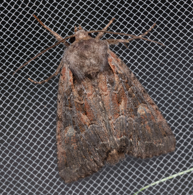 Lacanobia amurensis - homoki kertibagoly