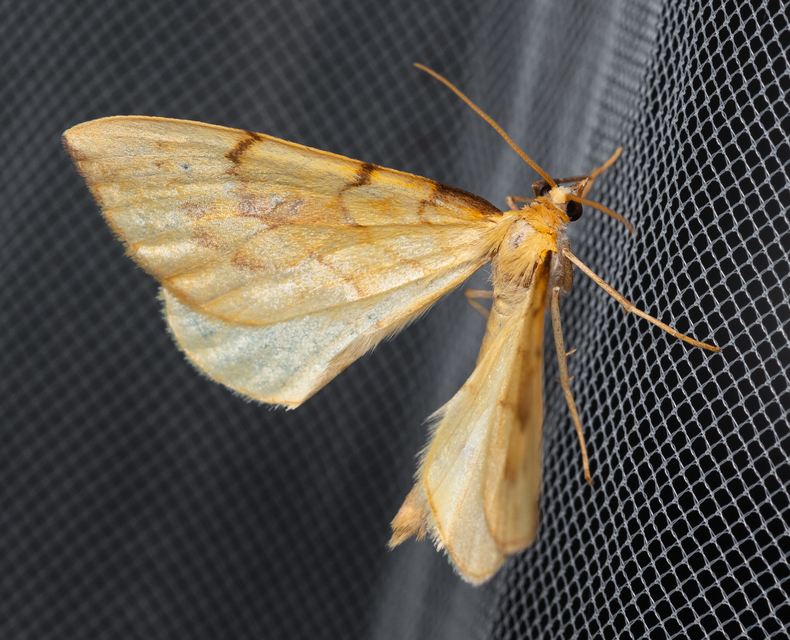 Eulithis pyraliata - sárga galajaraszoló