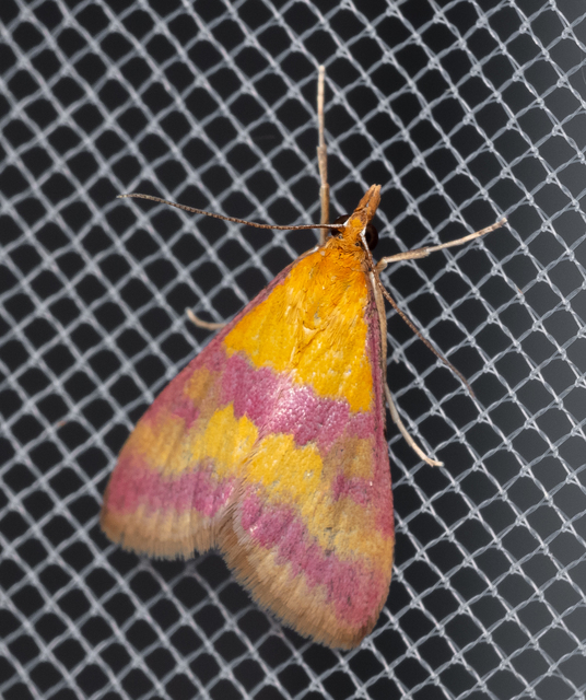 Pyrausta sanguinalis/virginalis