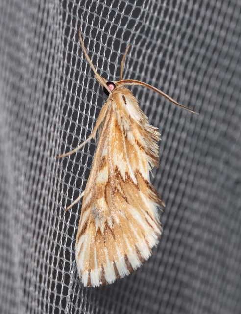 Cynaeda dentalis - gyakori ciframoly