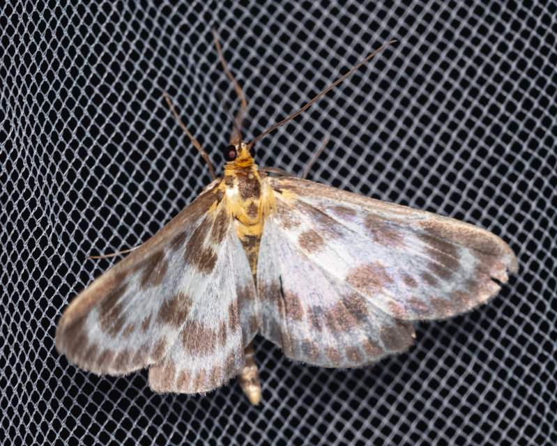 Anania hortulata - tarka csalánmoly