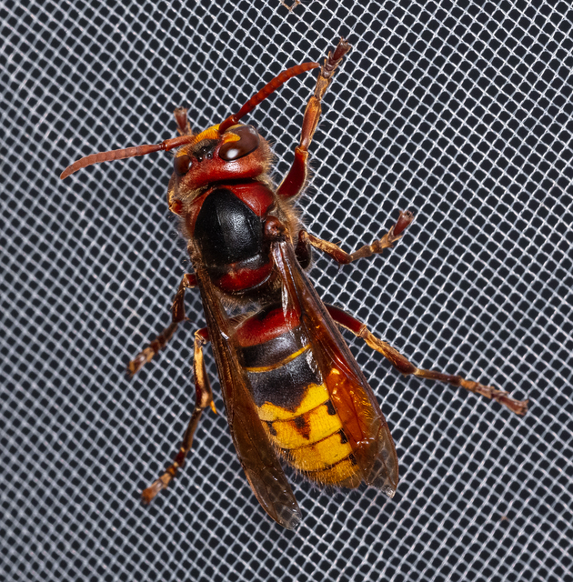 Vespa crabro - lódarázs