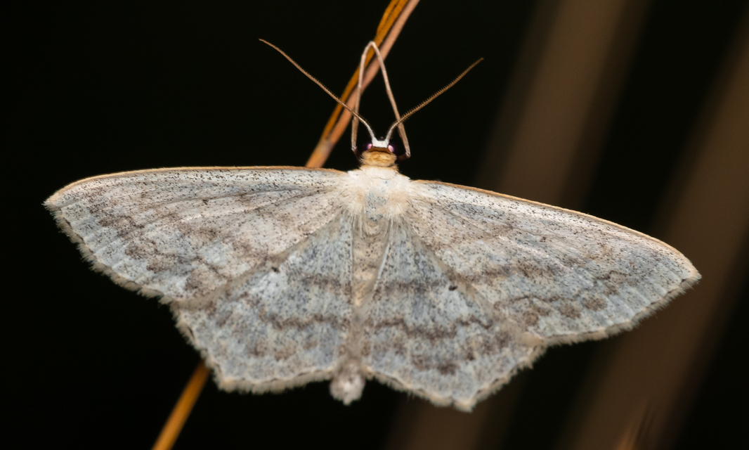 Scopula nigropunctata - feketepettyes araszoló