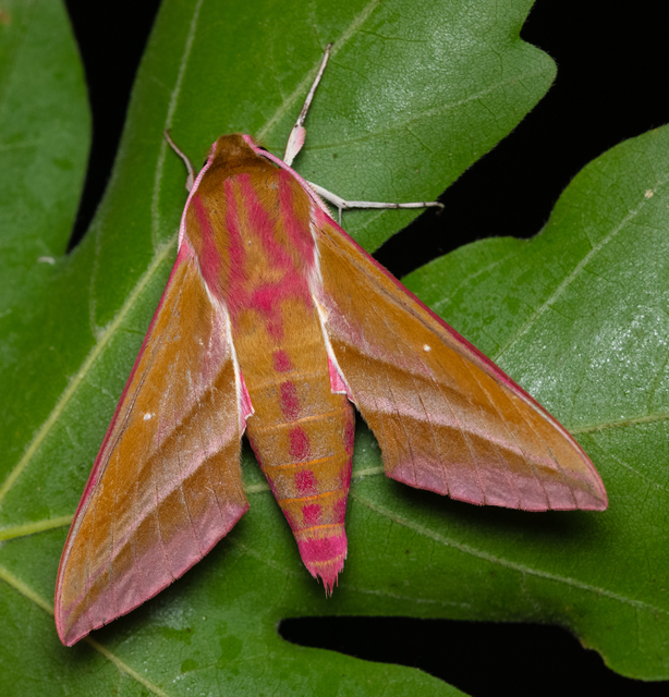 Deilephila elpenor - szőlőszender