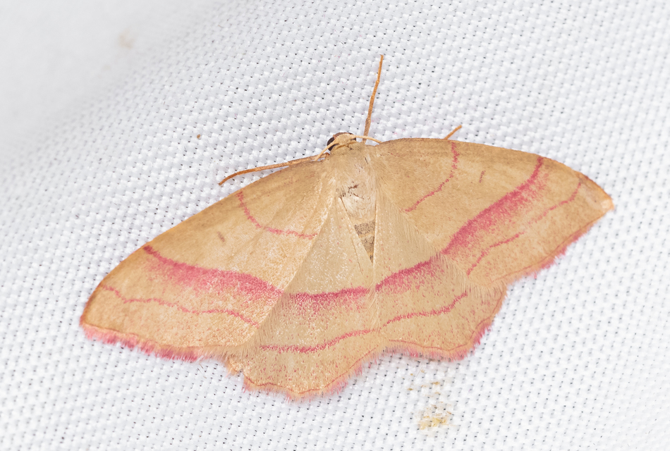 Rhodostrophia vibicaria - pirosszélű araszoló