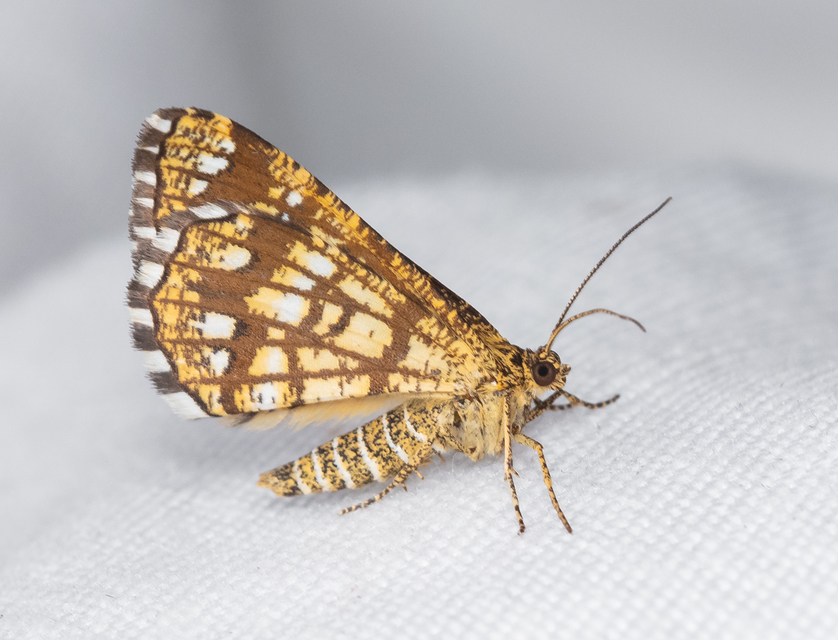 Chiasmia clathrata - rácsos rétiaraszoló