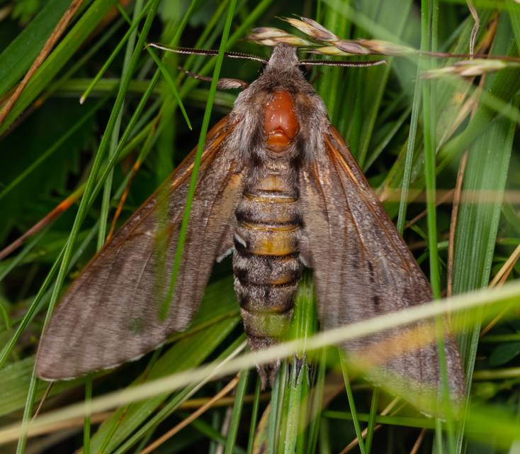 Hyloicus pinastri - fenyőszender