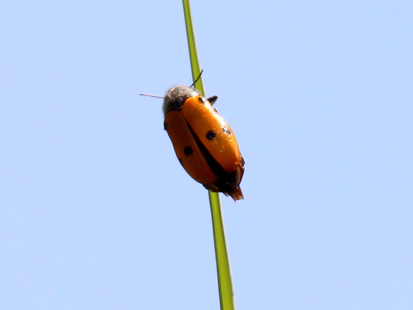 Lachnaia sexpunctata - szőrösnyakú zsákhordóbogár