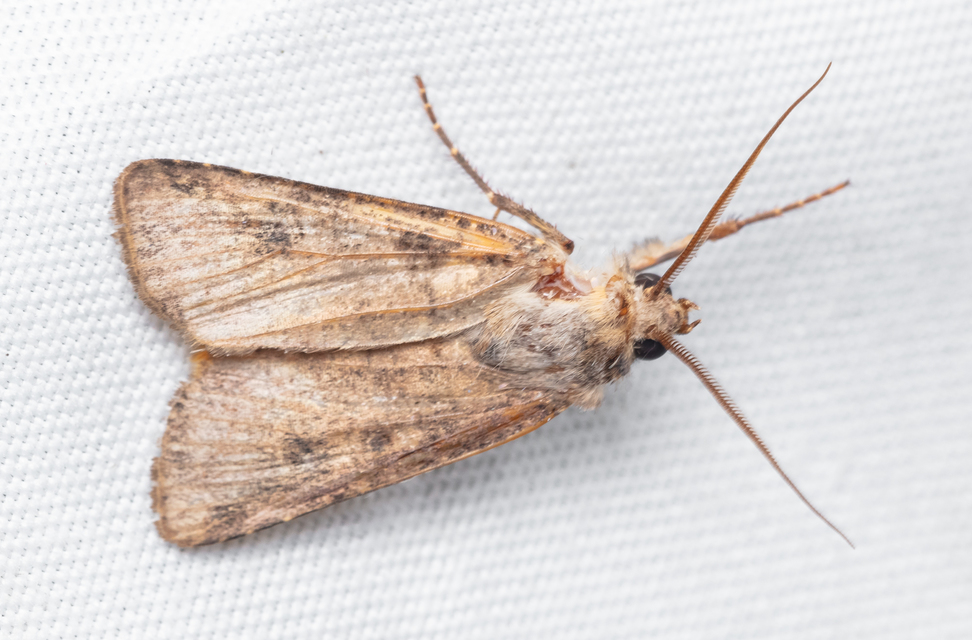 Agrotis segetum - vetési földibagoly