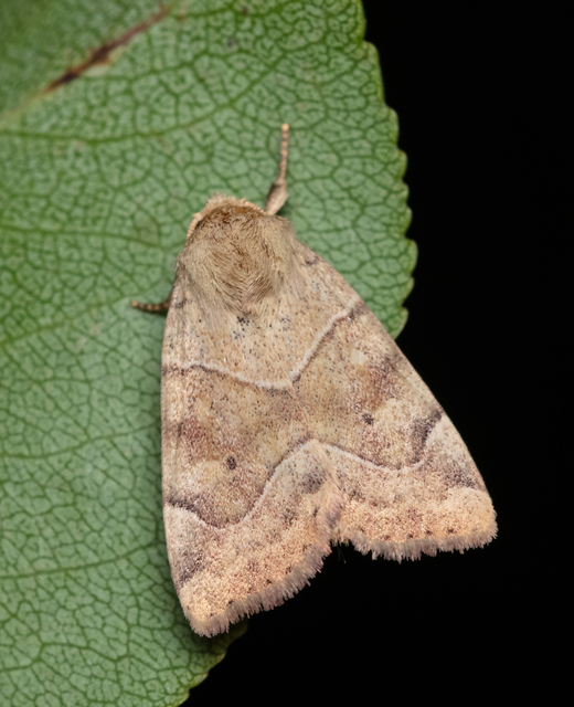 Cosmia trapezina - közönséges lombbagoly