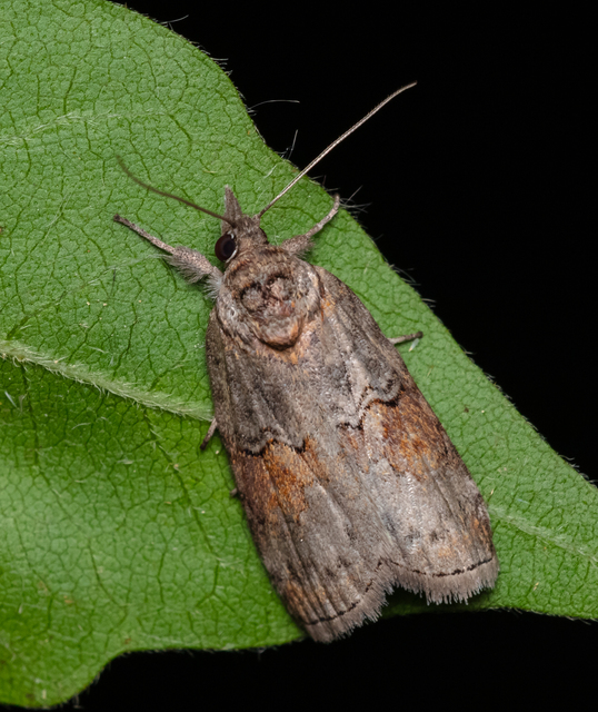 Nycteola asiatica - nyárfa-trapézbagoly