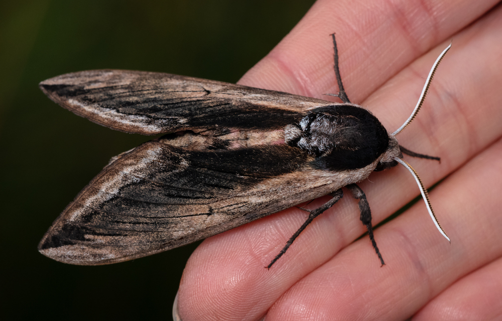 Sphinx ligustri - fagyalszender
