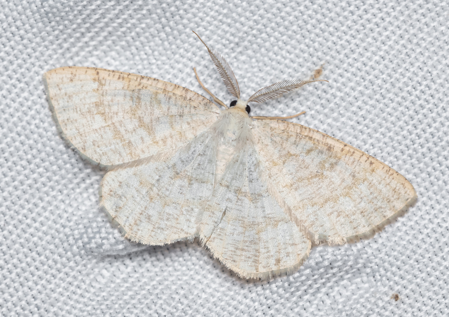 Cabera exanthemata - pettyes égeraraszoló
