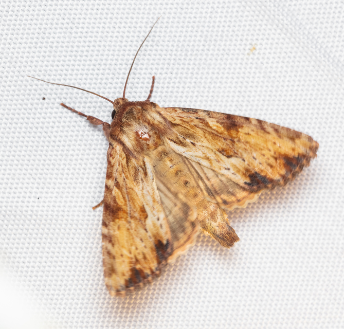Apamea sublustris - sárgás dudvabagoly