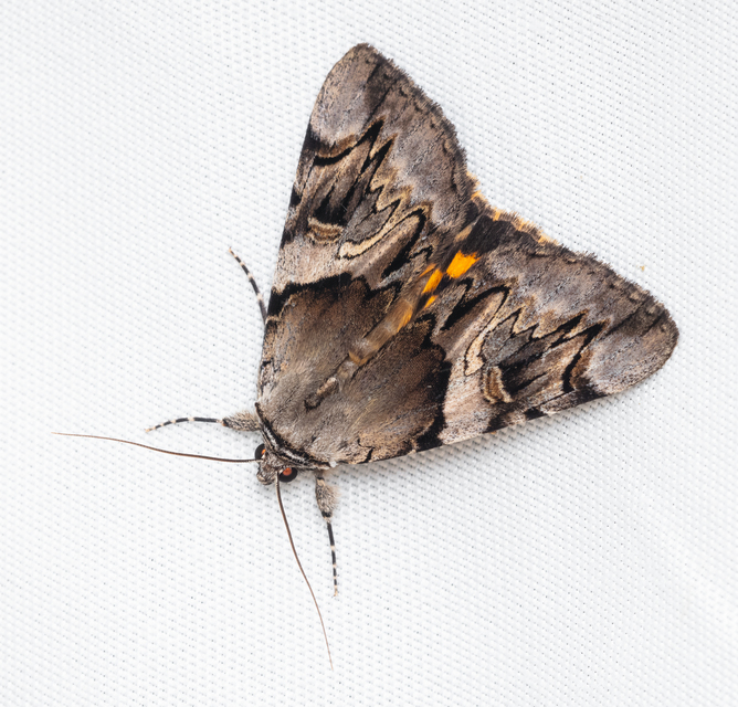 Catocala fulminea - galagonya-övesbagoly