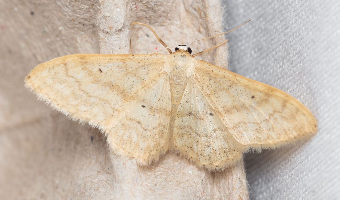 Idaea deversaria - egyszínű sávosaraszoló
