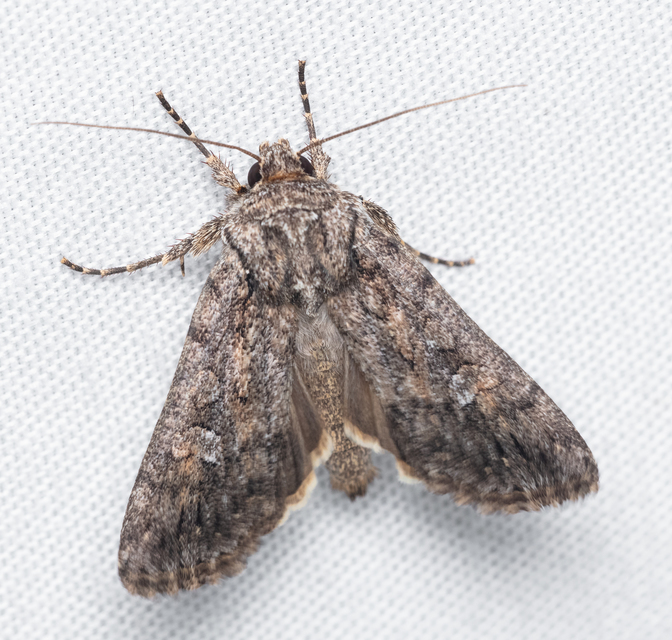 Dichagyris forcipula - szürkésbarna földibagoly