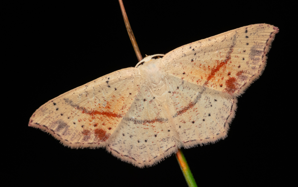 Cyclophora punctaria - sávos pettyesaraszoló