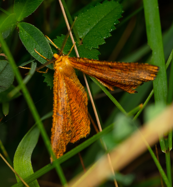 Angerona prunaria - sárga kökényaraszoló