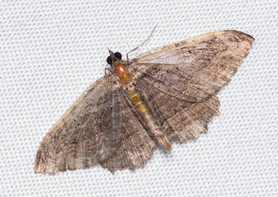 Philereme transversata - varjútövis-araszoló