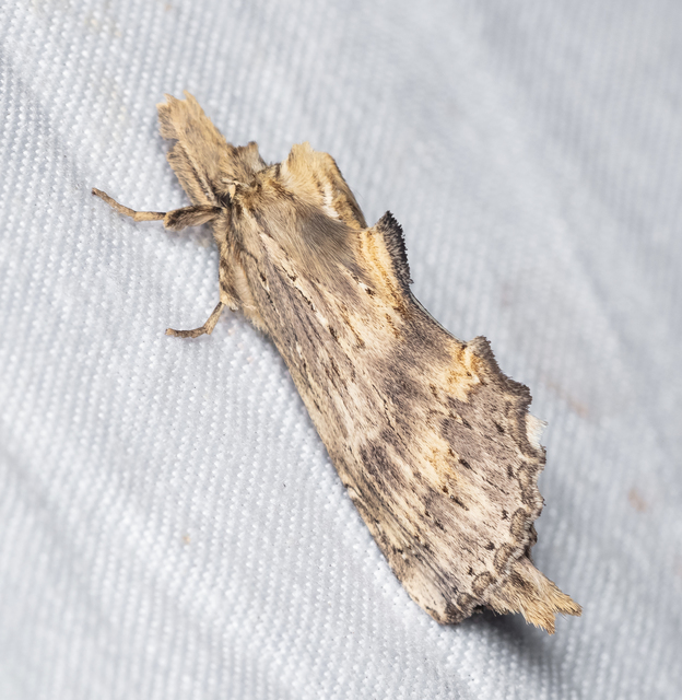 Pterostoma palpina - csőrös púposszövő