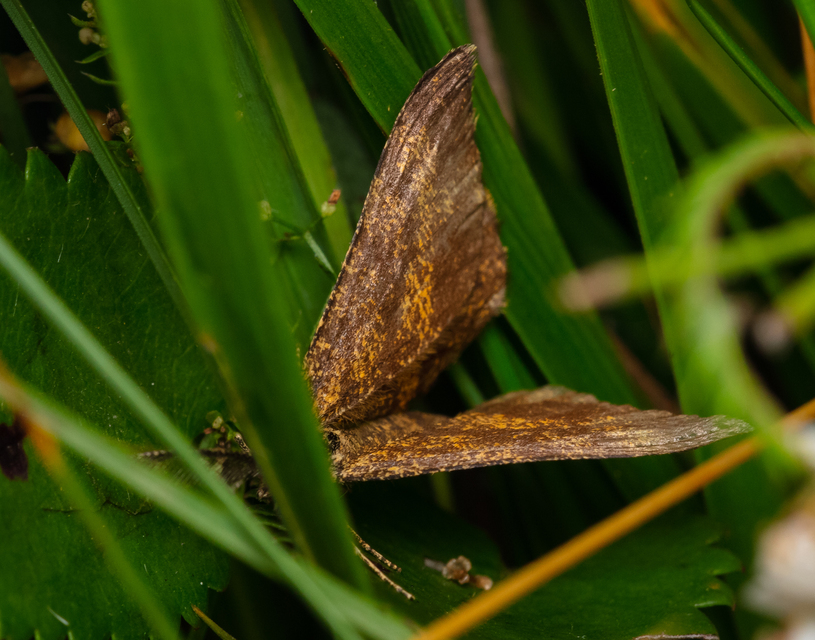 Ematurga atomaria - barna rétiaraszoló