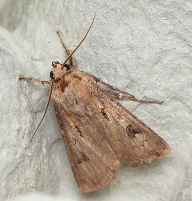 Agrotis exclamationis - felkiáltójeles földibagoly