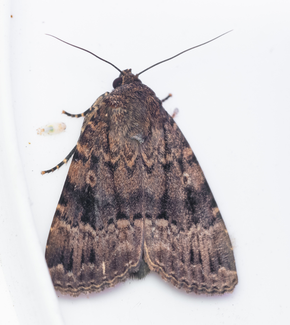 Amphipyra berbera/pyramidea