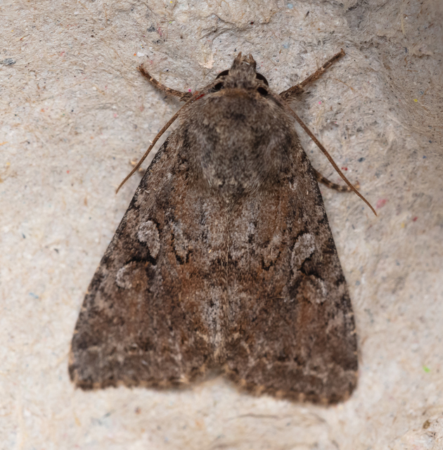Apterogenum ypsillon - ipszilon-erdeibagoly