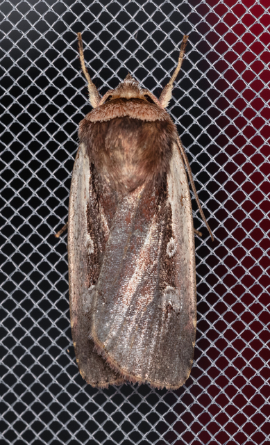 Ochropleura plecta - fehérszegélyű fűbagoly