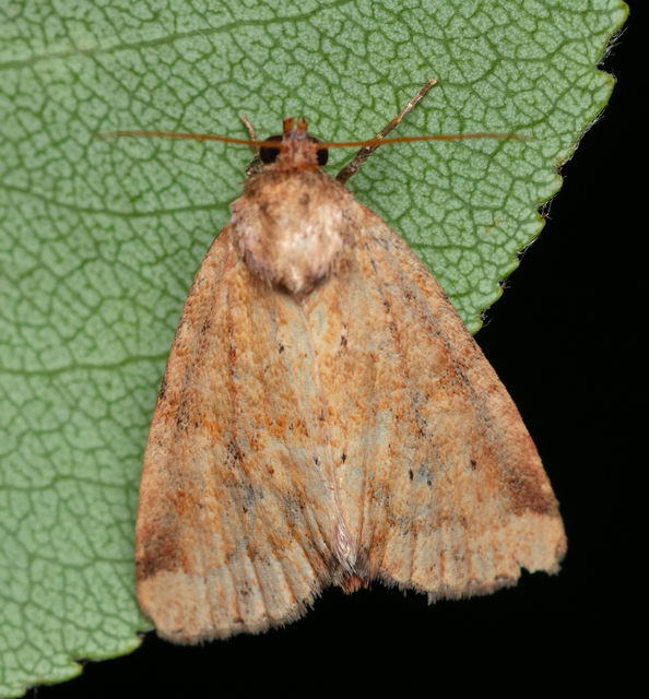Photedes minima - sédbúza-sásbagoly