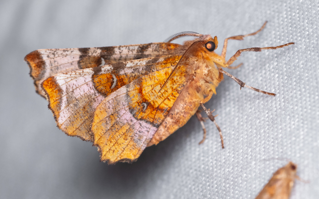 Selenia tetralunaria - négyfoltos holdasaraszoló