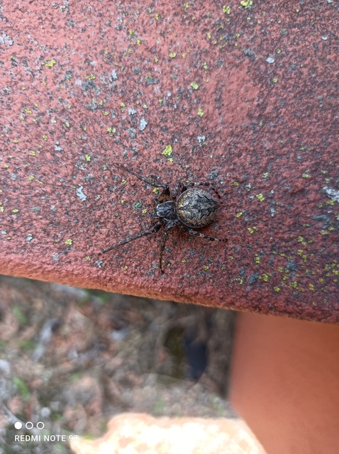 Larinioides ixobolus - ereszalji keresztespók