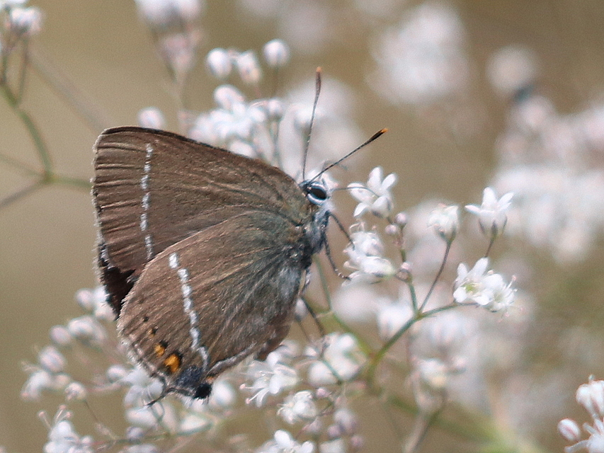 Satyrium spini - kökény-csücsköslepke