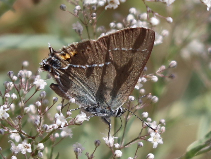 Satyrium spini - kökény-csücsköslepke