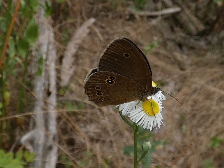 Aphantopus hyperanthus - közönséges ökörszemlepke